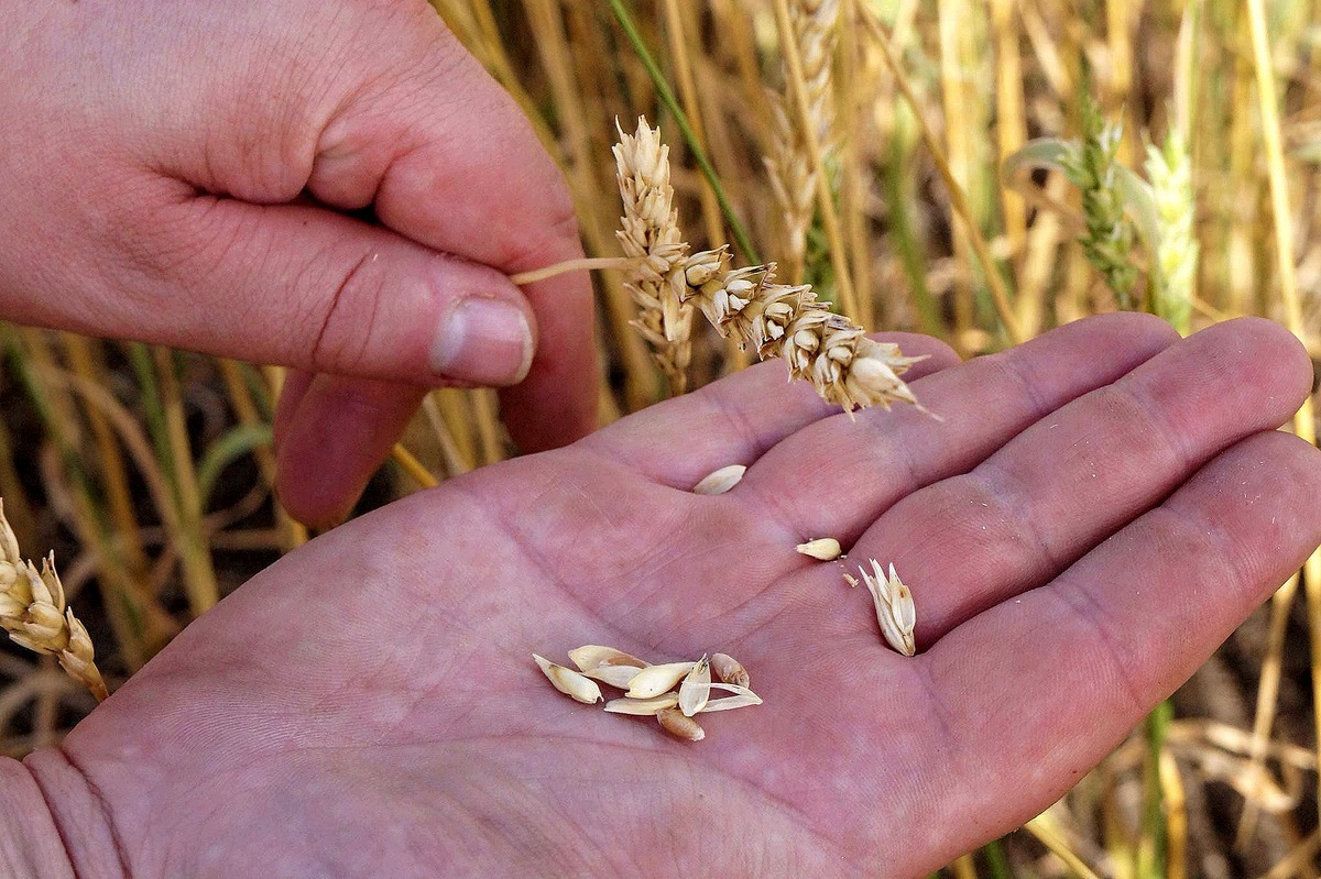 Удобрения исчезают: кто останется без урожая уже этой весной. Фото:
Виталий Халевин/ ForPost