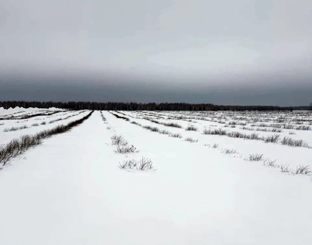    Плантация "Северного сада" в Томском районе,