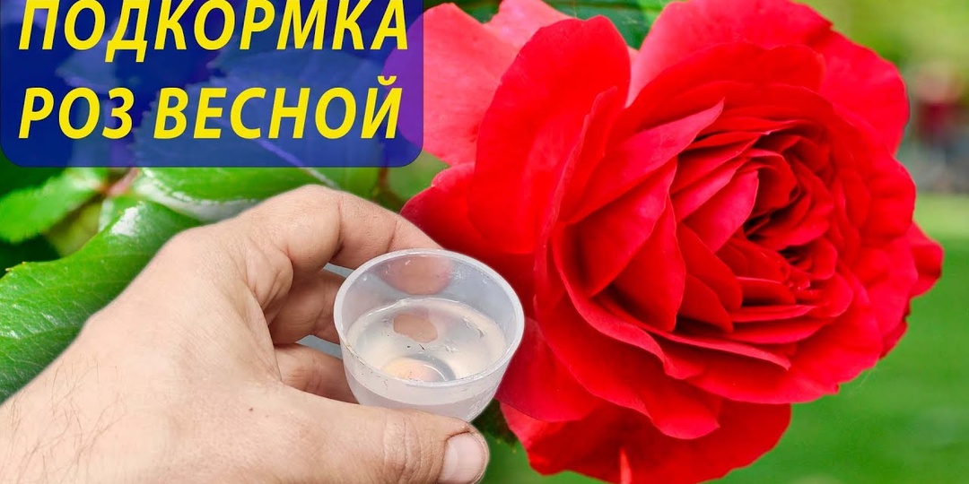 Чем подкормить розы после схода снега, самые верные дозировки и удобрения