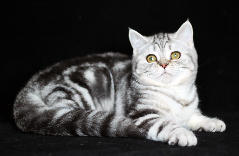 🐾 Окрас шотландских кошек «скумбрия», мрамор, пятно и легендарный Whiskas: простой гид по табби‑рисункам