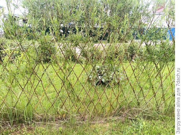 Шёл 3-й год — не разрослась :)