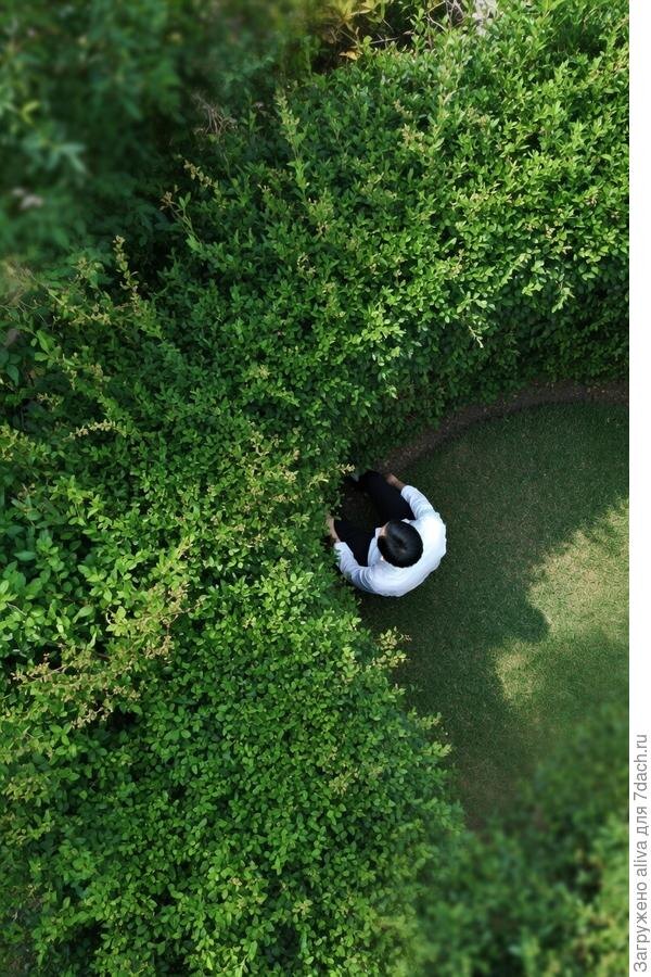 Когда не определился, для чего тебе нужна живая изгородь