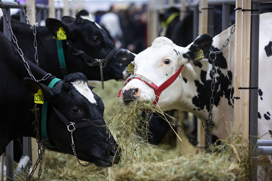    Алексей Белкин/NEWS.ru