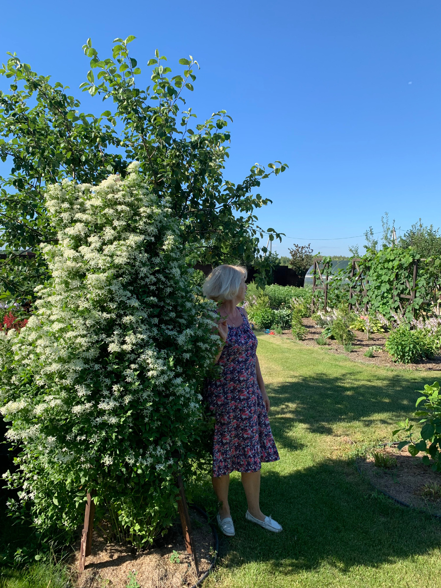 На защите своего клематиса . Фото Мой второй сад