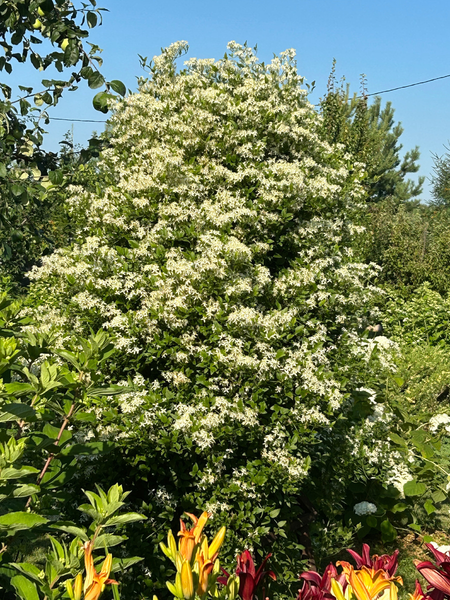Цветение клематиса жгучего в нашем саду. Фото Мой второй сад. 