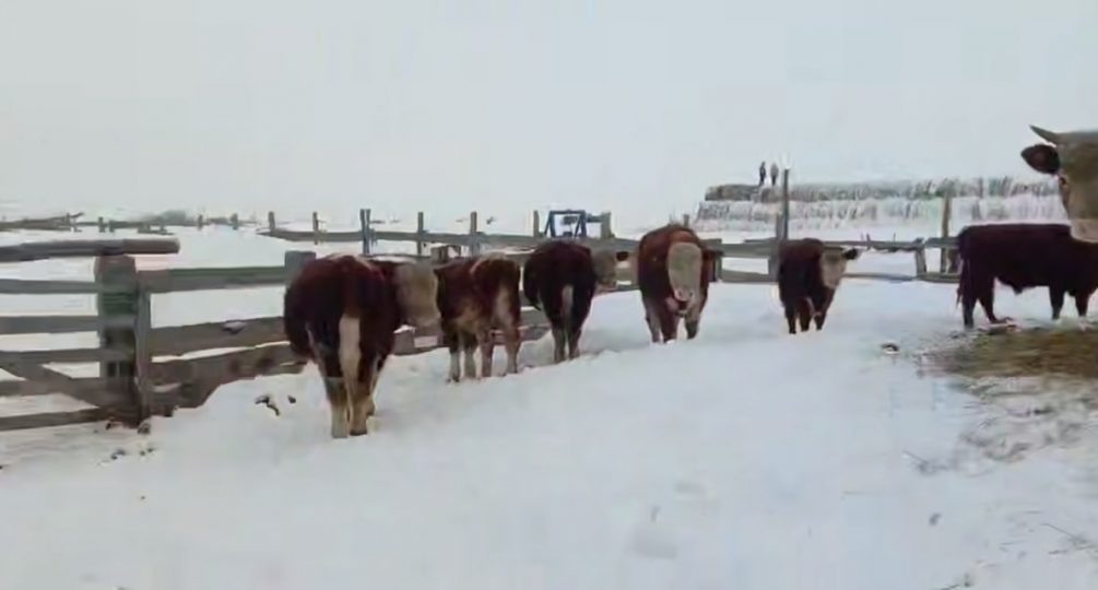 В Сибири «раскулачивают» фермеров: местные хозяйства винят в своем разорении крупный агрохолдинг – власти заявляют об эпидемии