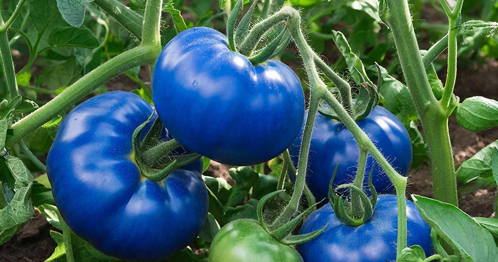 Покуда есть на свете дураки или как научиться распознавать изображения растений, сгенерированных ИИ