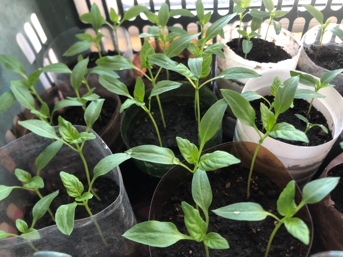 Нужно подсыпать землю. Иллюстрации автора.