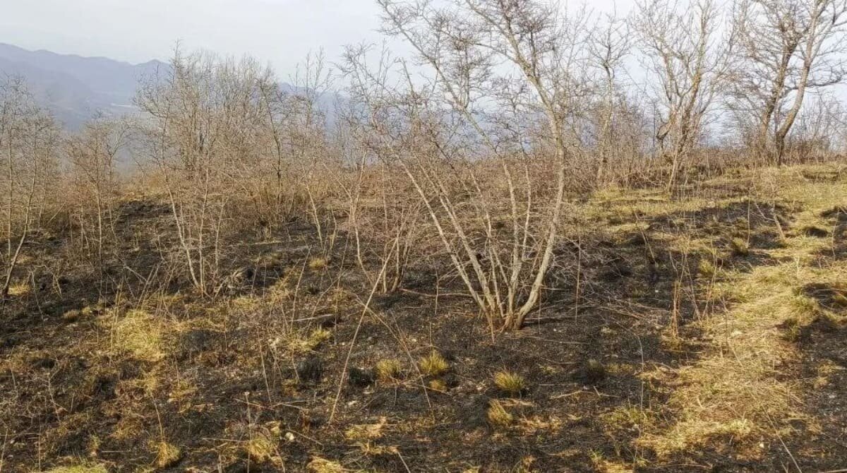    Фото t.me/krd_klpc