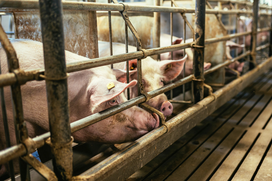    Shutterstock/FOTODOM