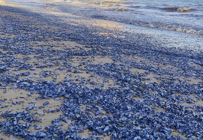 Синие пляжи Каталонии: тысячи «медуз-парусников» захватили побережье