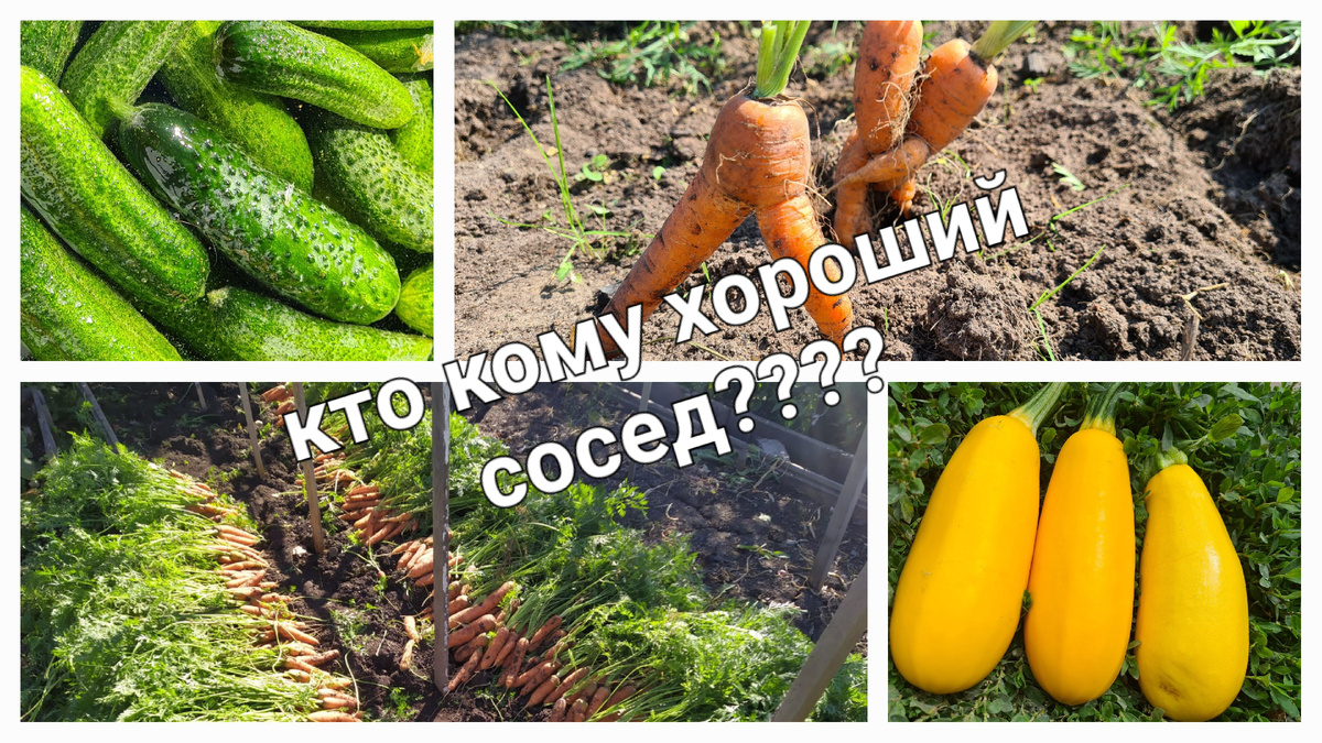 Любой культуре нужны свои условия для роста. Фото из личного архива.
