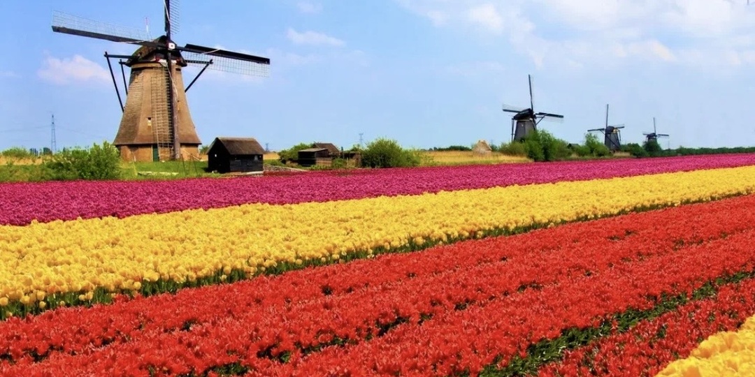 Как Нидерланды стали аграрной сверхдержавой