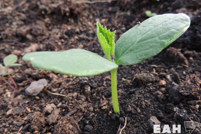    ЕАН / Росток