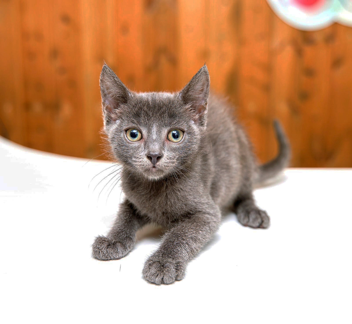 Вот еще таким малышем Стив попал к нам в 2022 году