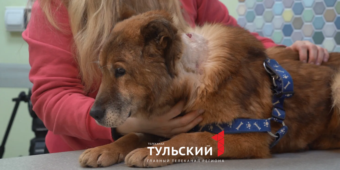 Пса с оторванным хвостом и ножевым ранением спасли в Туле