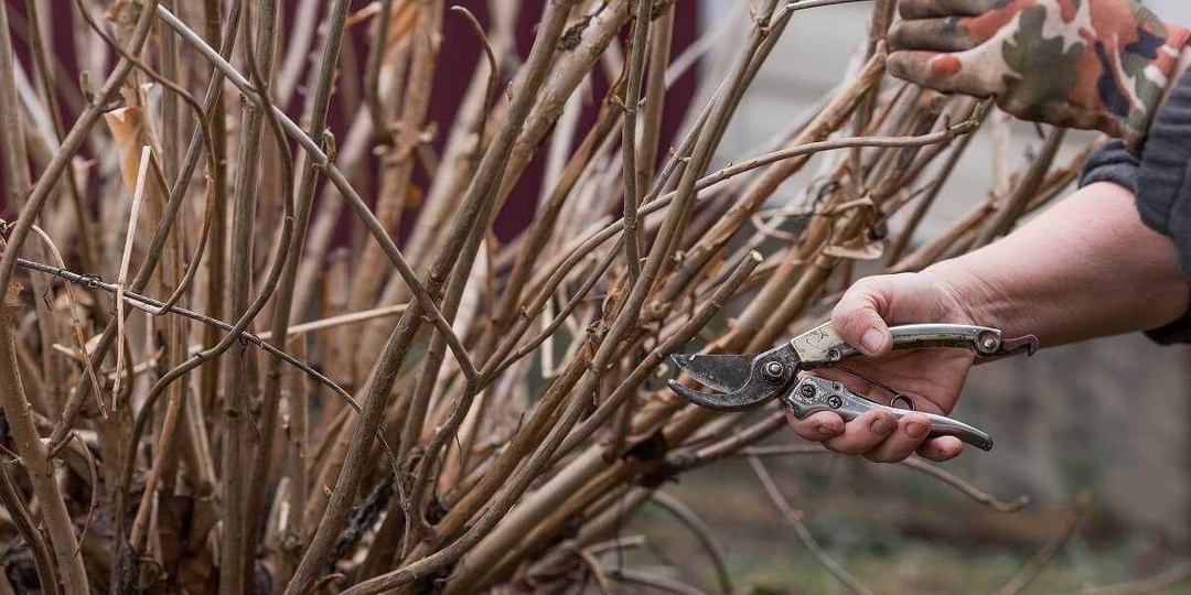 КУСТАРНИКИ, КОТОРЫЕ СТОИТ ОБРЕЗАТЬ В МАРТЕ
