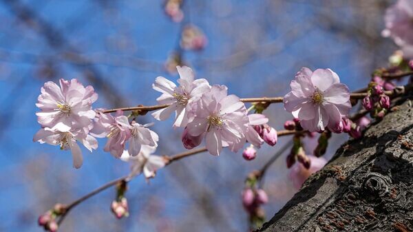    © Sputnik / Алексей Даничев