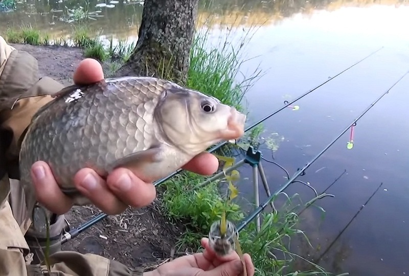 Ловим крупного карася на сало