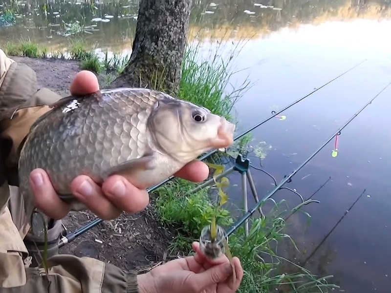 Крупняк пошёл! 