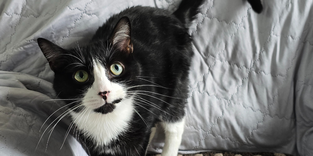 Они знают. По глазам видно