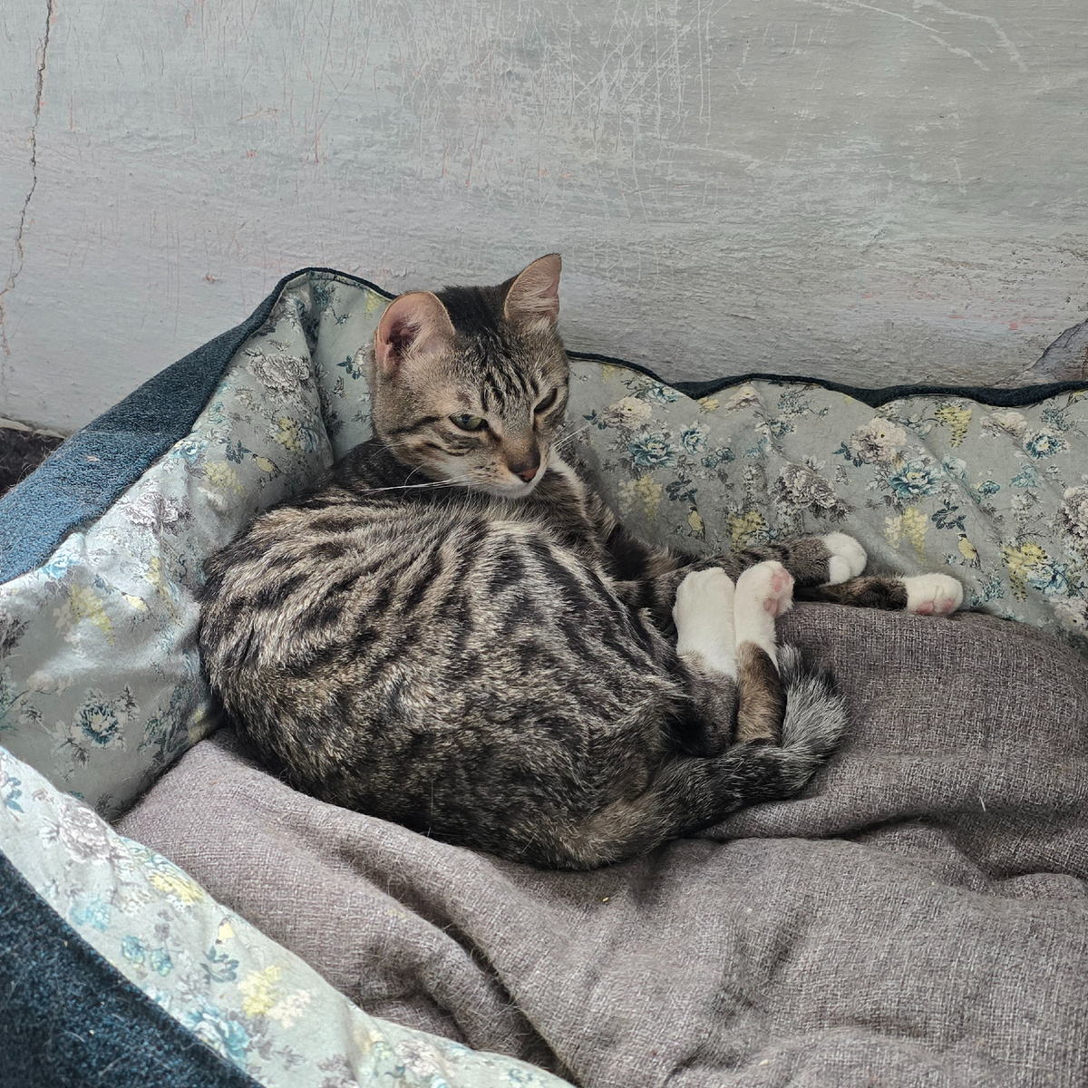 свернувшиеся калачиком в поисках тепла и покоя