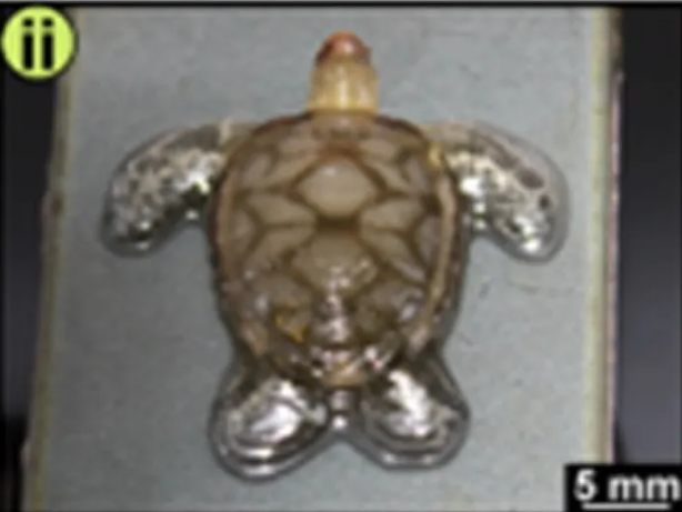    Метод основан на механизме контроля света