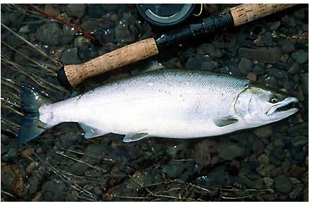 Сима: подробное описание, образ жизни, среда обитания и размножение