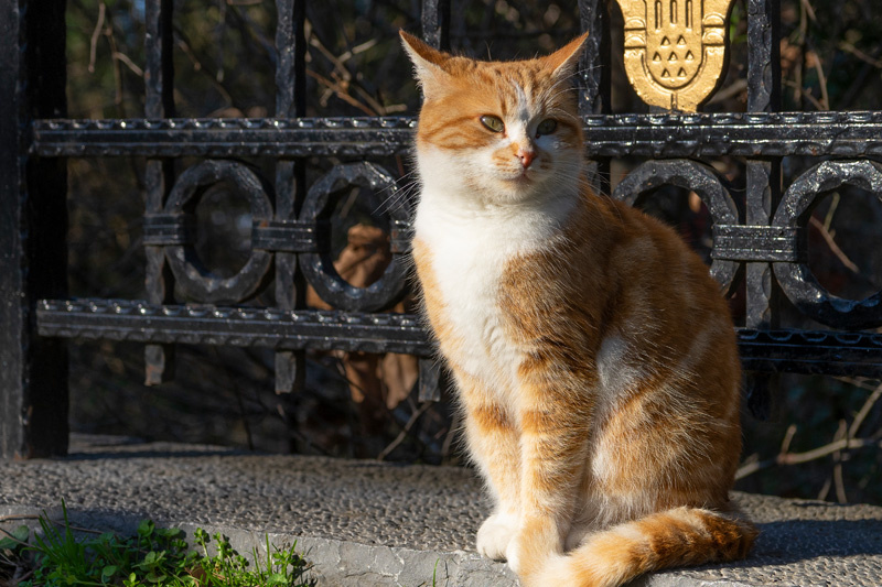 Таксим и Босфор. Прогулка по Стамбулу.