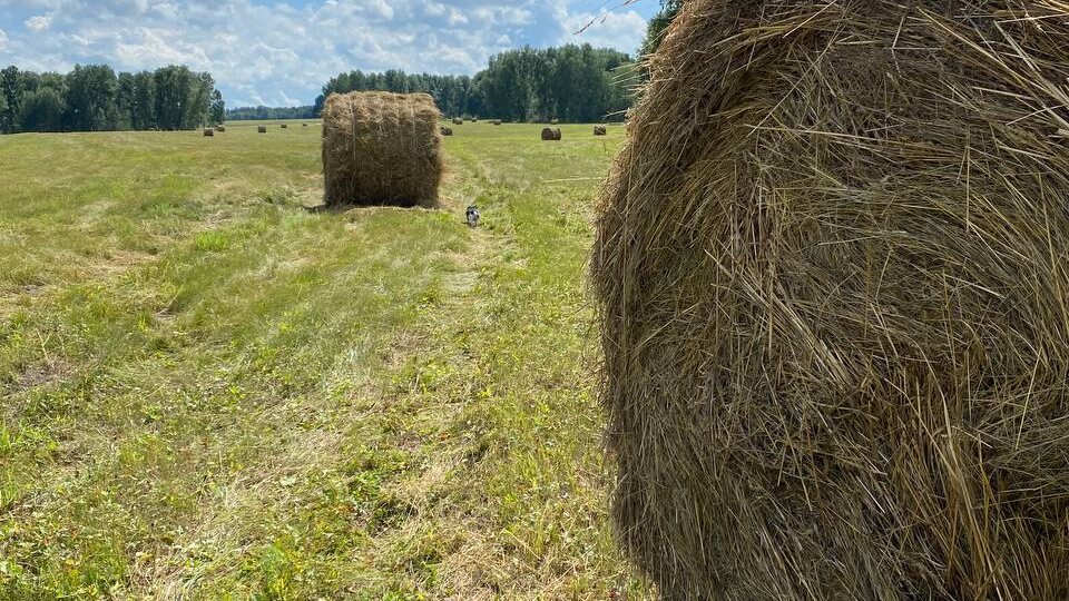 Сегодня мы занимаемся копчением