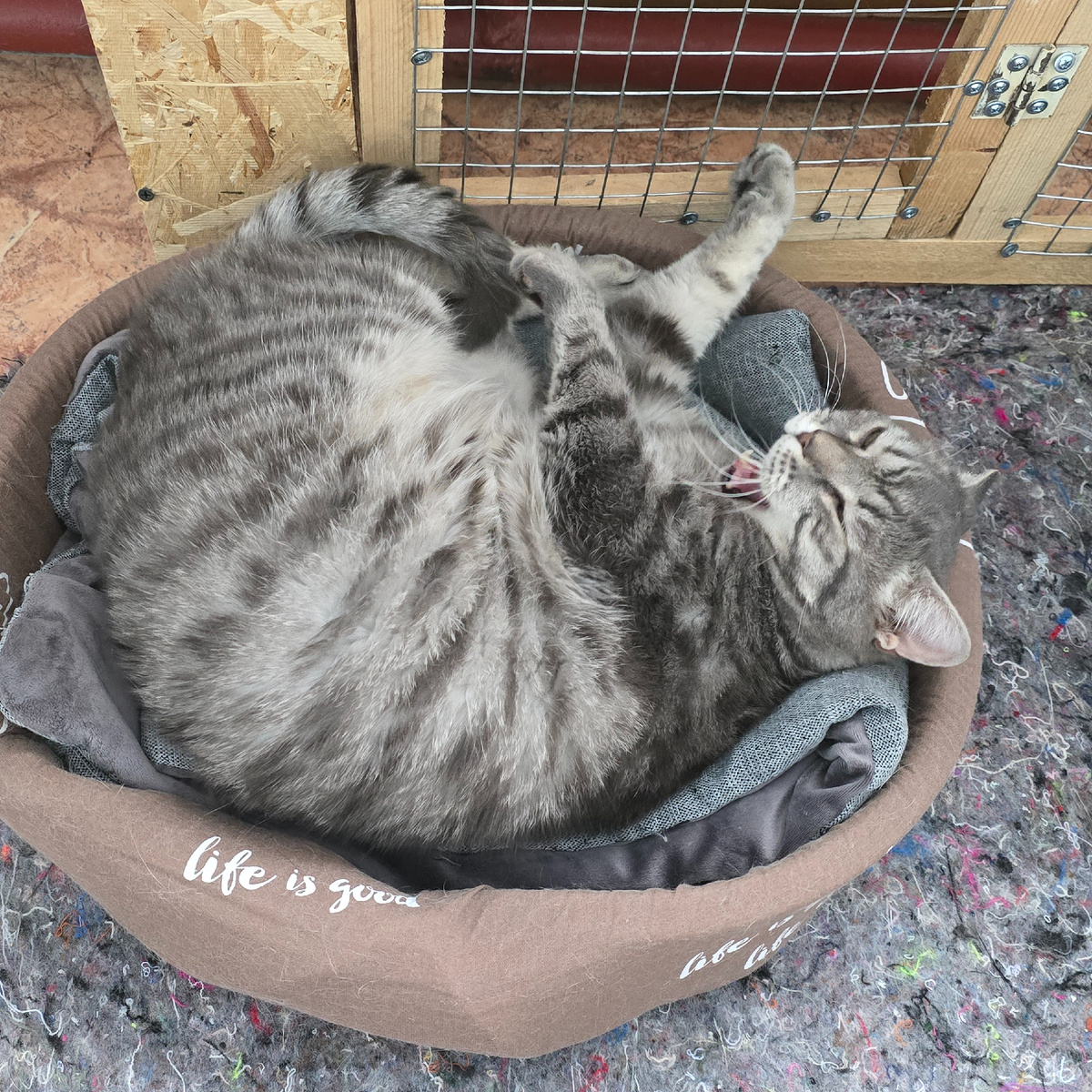 крупный кот отворачивается прячет морду от камеры