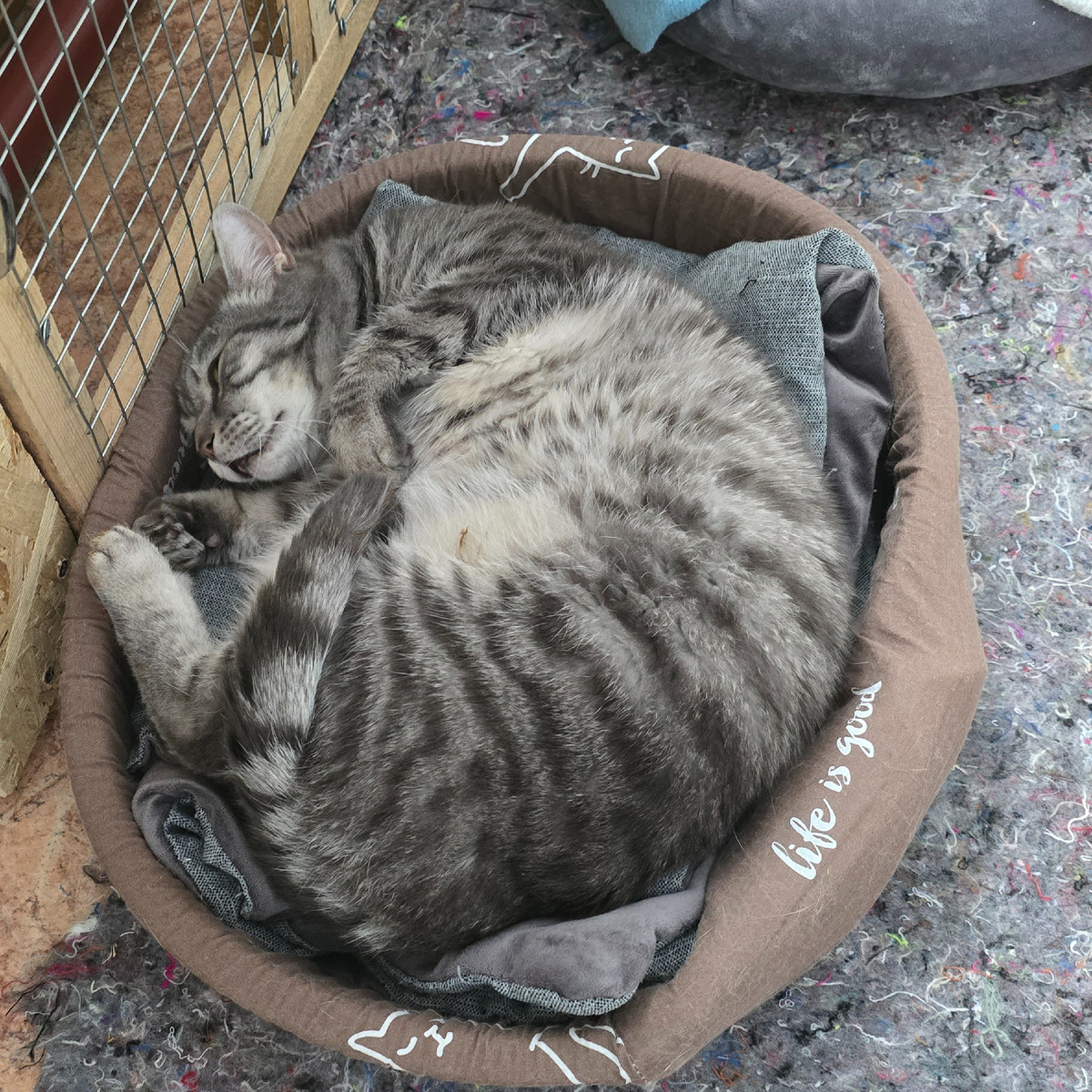 спит калачиком в лежанке мирно