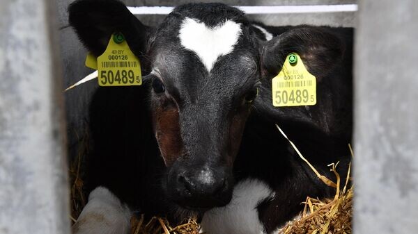    © Sputnik / Виктор Толочко