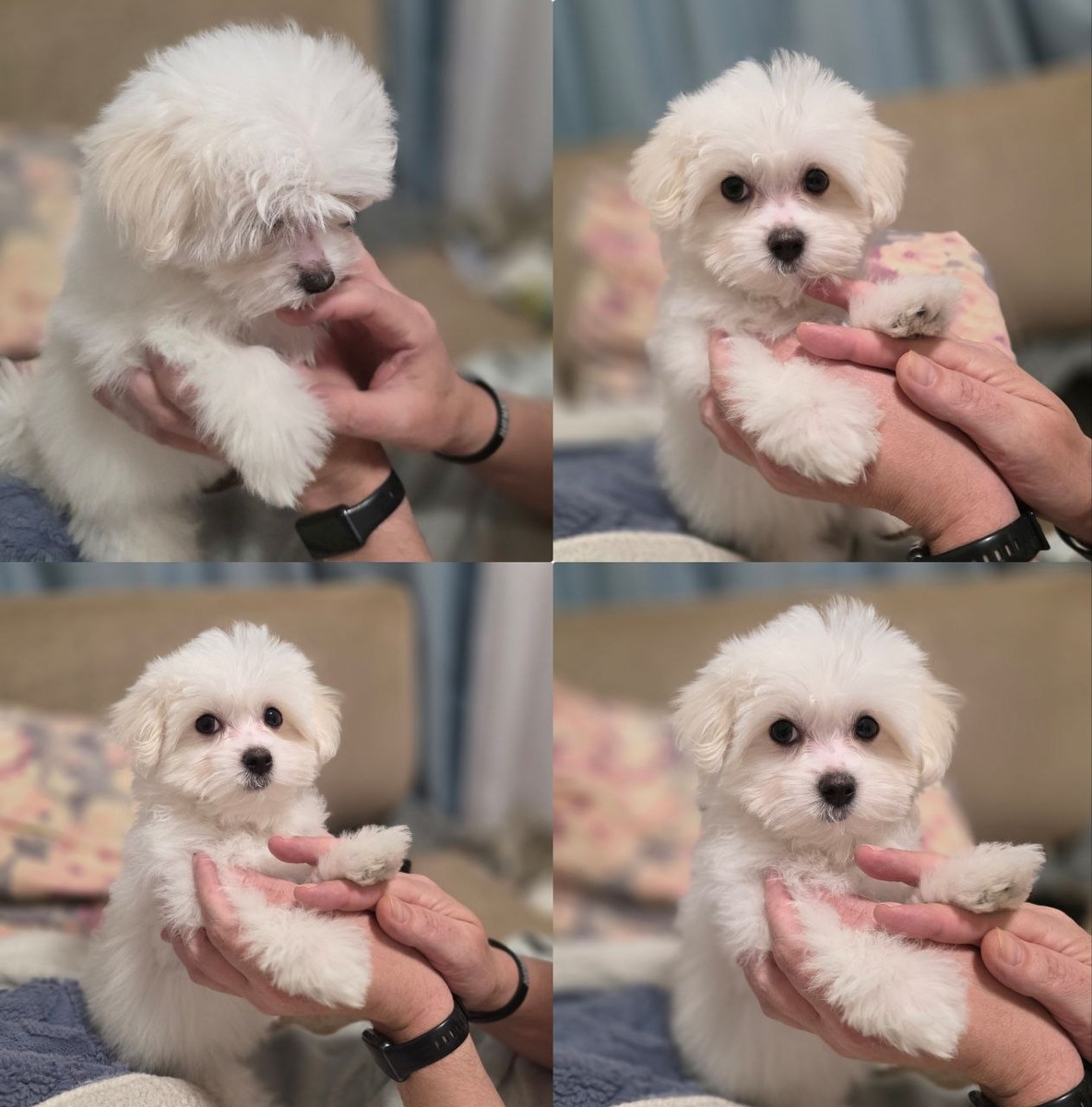 Мальтезе. Бусинка 