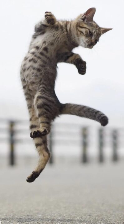 Порода может подсказать внешность, но характер — это всегда лотерея: под маской аристократа может скрываться настоящий паркурщик