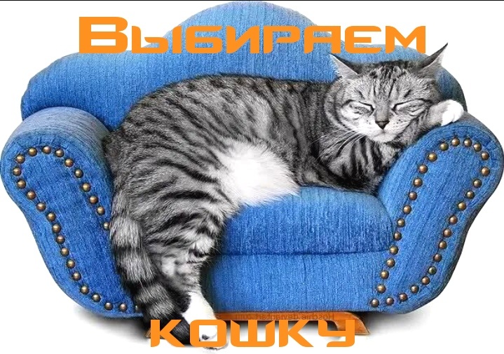 Выбор первой кошки — это не просто покупка питомца, а назначение нового управляющего вашим домом и настроением