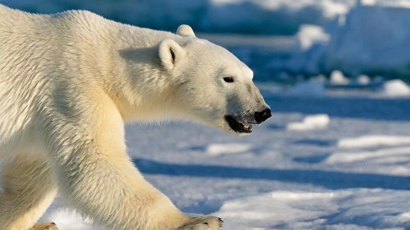    Фото: Chase D'animulls / Shutterstock / Fotodom