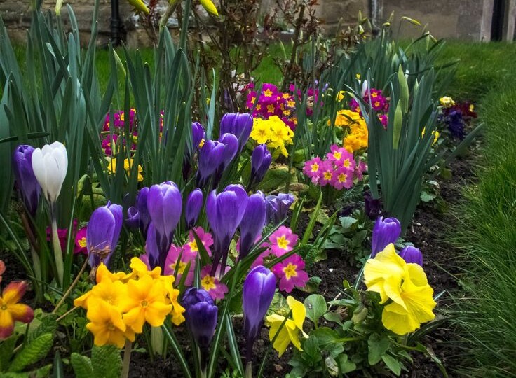 4 важных дела в цветнике в апреле