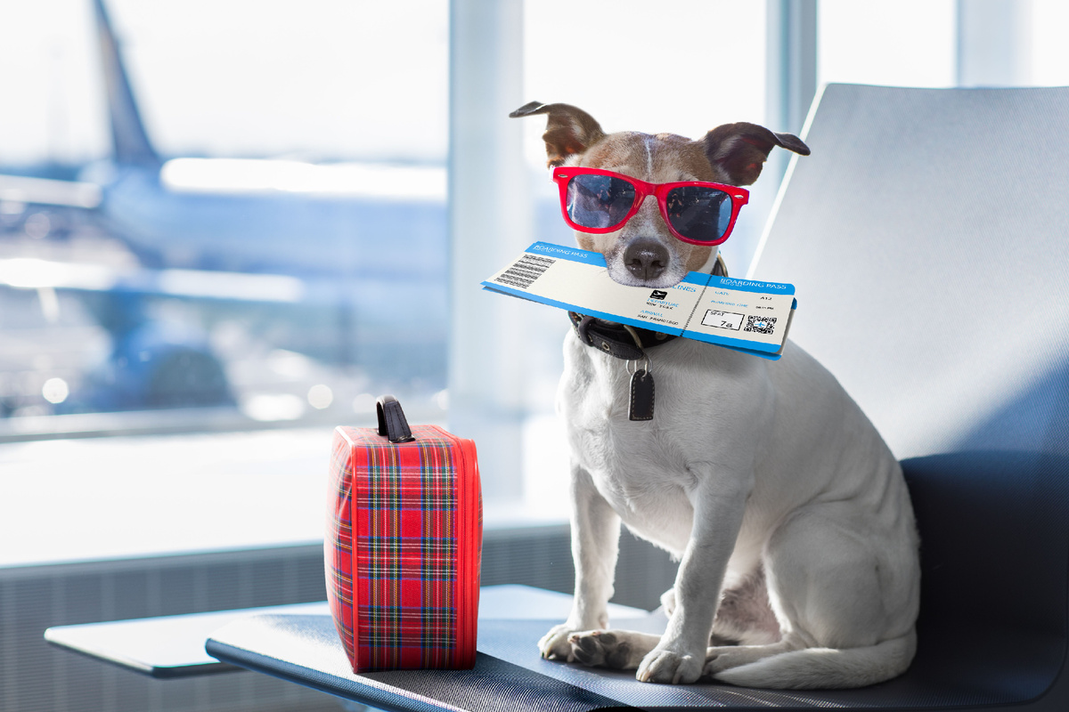 https://ru.pinterest.com/pin/the-complete-guide-to-air-travel-with-pets-broken-down-by-airline--450500768977652798/