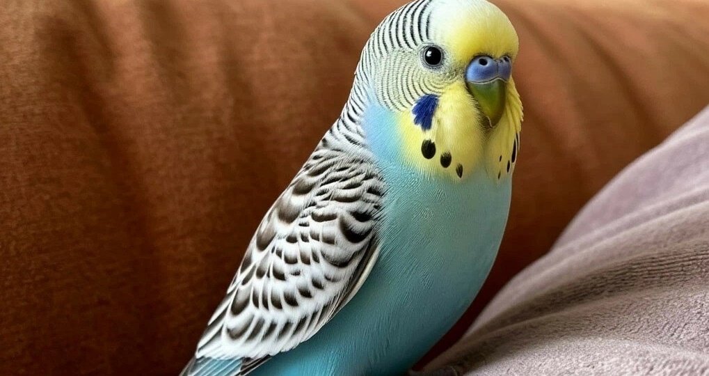 Имена для попугаев: лучшие варианты и как их выбрать