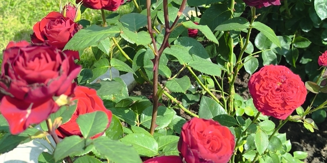 Почему у меня не сложилось с этой розой?