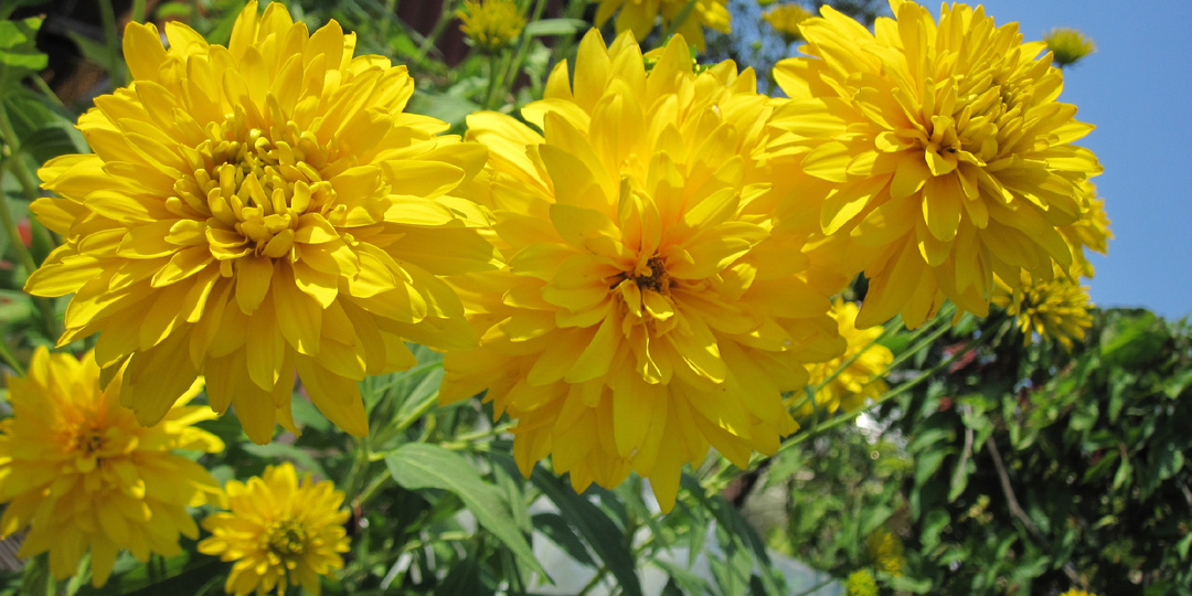 Сколько жёлтого в нашем саду - 100 фото