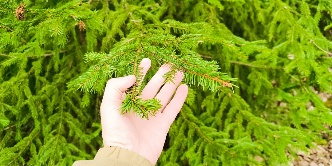 Лесной «эликсир» XVII века: Почему наши предки пили еловый взвар вместо чая и как он давал силу в сорокаградусный мороз