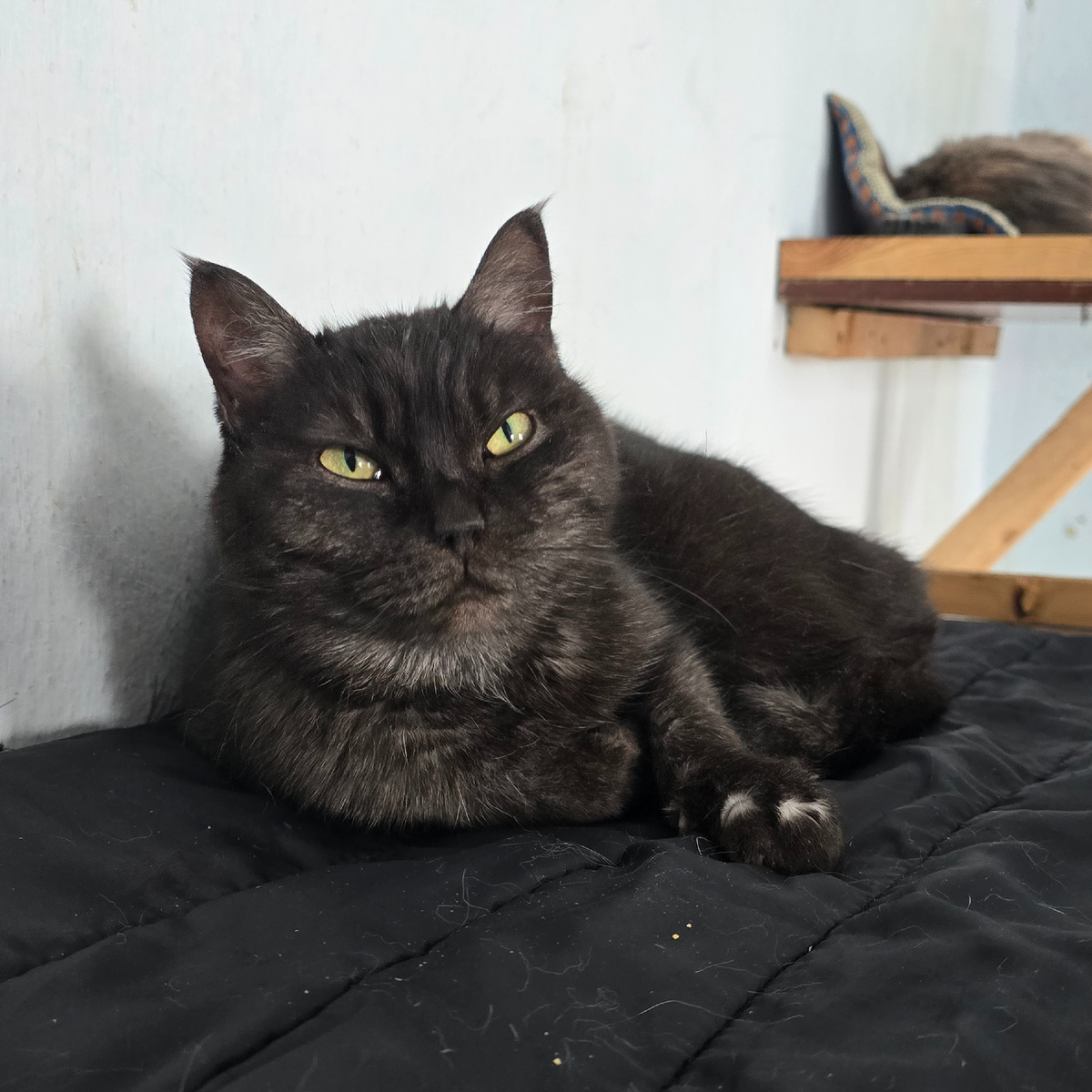 серьёзный взгляд стратега