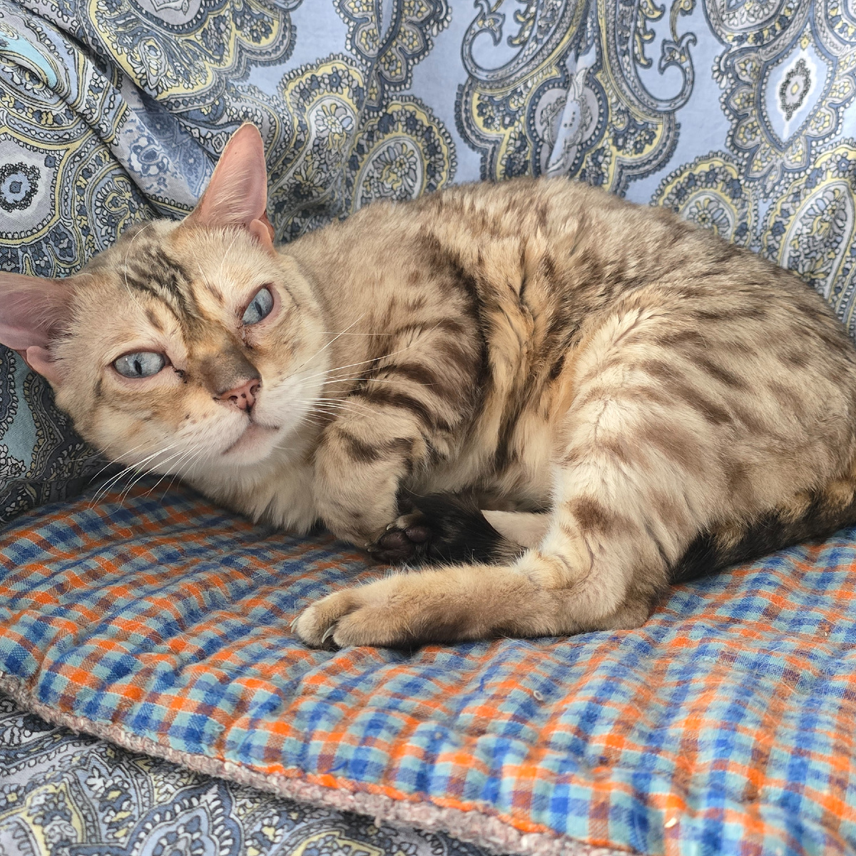 философские размышления на подушке