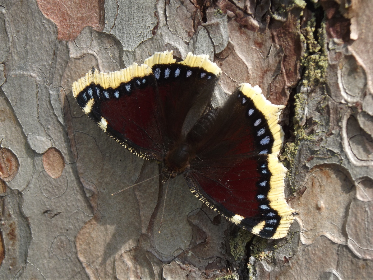 Траурница, 08.08.21