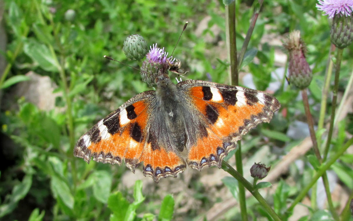 явно бывалый экземпляр