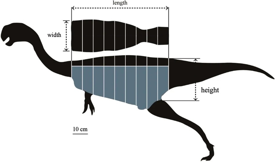    Вид модели Heyuannia сзади и сбоку.https://www.frontiersin.org/journals/ecology-and-evolution/articles/10.3389/fevo.2026.1351288/full