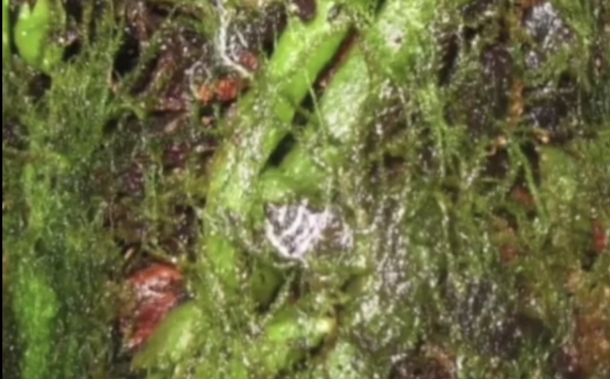 Если зеленые водоросли появились в горшке с орхидеей… Вред или польза