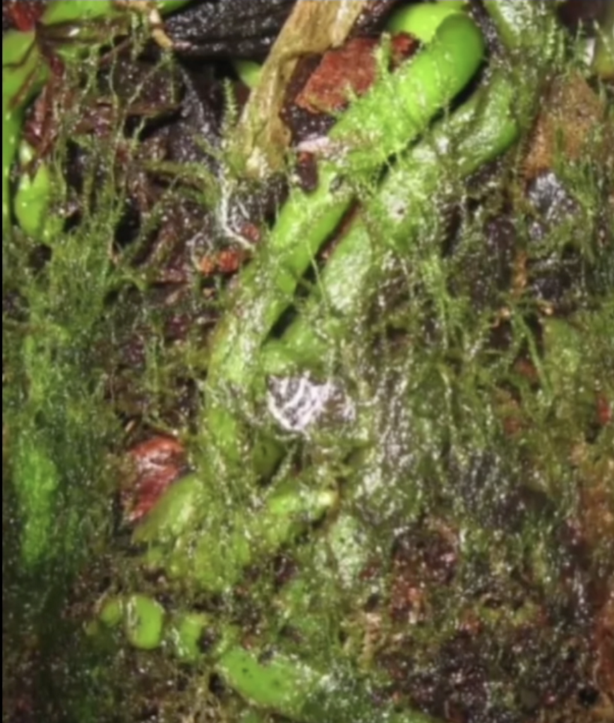 Зеленые водоросли в горшке с орхидеей 